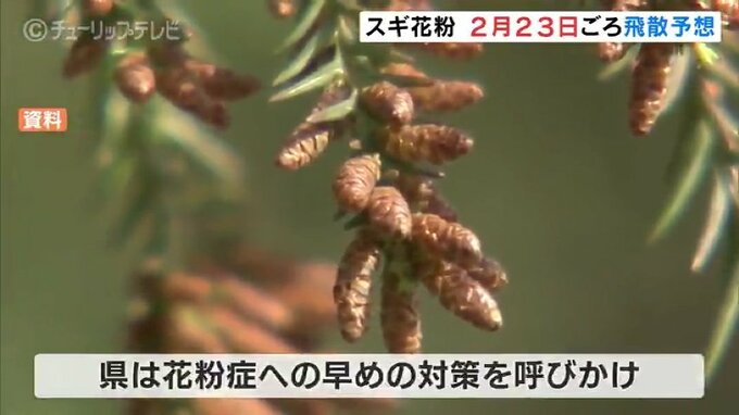 スギ花粉の飛散開始は2月23日ごろ　富山県は早めの対策呼びかける　|　富山のニュース｜天気・防災｜チューリップテレビ