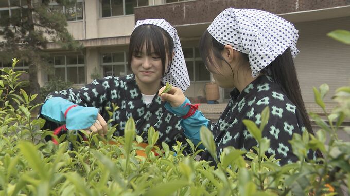旧広瀬分校で伝統の茶摘み　坂上分校が引き継ぐ　山口・岩国　|　山口のニュース・天気・防災｜tys NEWS｜ｔｙｓテレビ山口