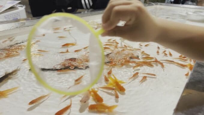 「5年前は3センチだった金魚が…23センチになっていた」　金魚すくいの金魚、どこまでデカくなる？　|　BSSニュース | BSS山陰放送