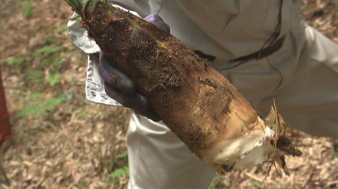 「倍ですね。十分すぎるくらい採れる」今年はタケノコ豊作　安いと1キロ500円以下になることも　山梨・道の駅とみざわ　|　山梨のニュース | ＵＴＹテレビ山梨