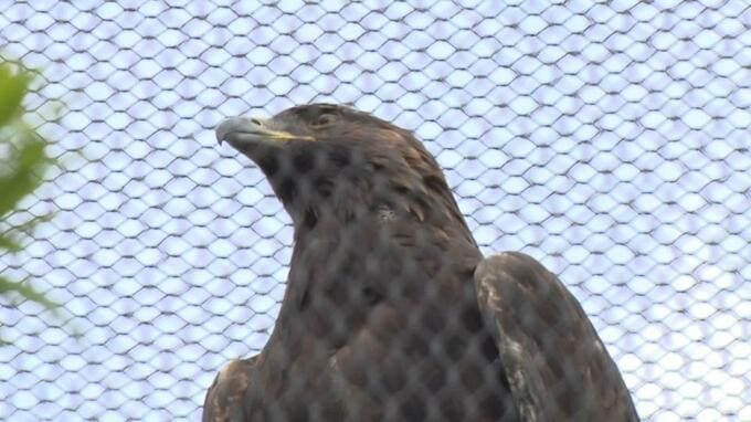 二ホンイヌワシなど貴重な生き物が仲間入り　沖縄こどもの国　|　沖縄のニュース｜RBC 琉球放送