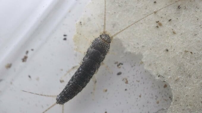 ヤマトシミの写真（提供：熊本博物館）