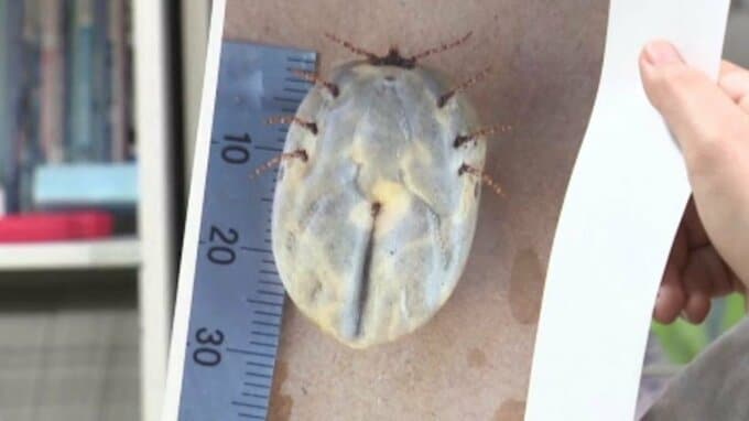 西日本中心に“マダニ”に注意　住宅街の茂みでパンパンに膨らんだマダニも…マダニが媒介する致死率10%超えの感染症SFTSとは？50歳以上は特に重症化しやすいか|TBS NEWS DIG