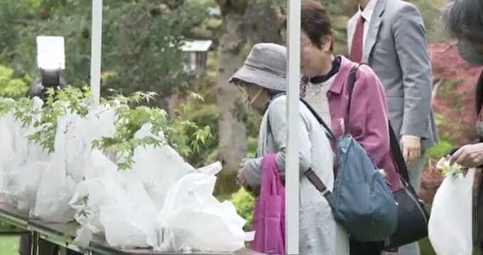 “日本三名園”兼六園は今年で開園151年 来園者にもみじ苗木プレゼント　|　石川県のニュース｜MRO北陸放送