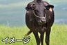 【速報】農場から黒毛牛1頭(メス・約600キロ)が脱走　見かけても「目を合わせずにその場を離れて」と呼びかけ　新潟・佐渡市　|　新潟のニュース・天気｜BSN NEWS｜BSN新潟放送