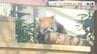 一目で“とりこ”に　レッサーパンダの赤ちゃん「桃香」一般公開スタート　熊本市動植物園　|　熊本のニュース｜RKK NEWS｜RKK熊本放送