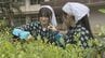 旧広瀬分校で伝統の茶摘み　坂上分校が引き継ぐ　山口・岩国　|　山口のニュース・天気・防災｜tys NEWS｜ｔｙｓテレビ山口