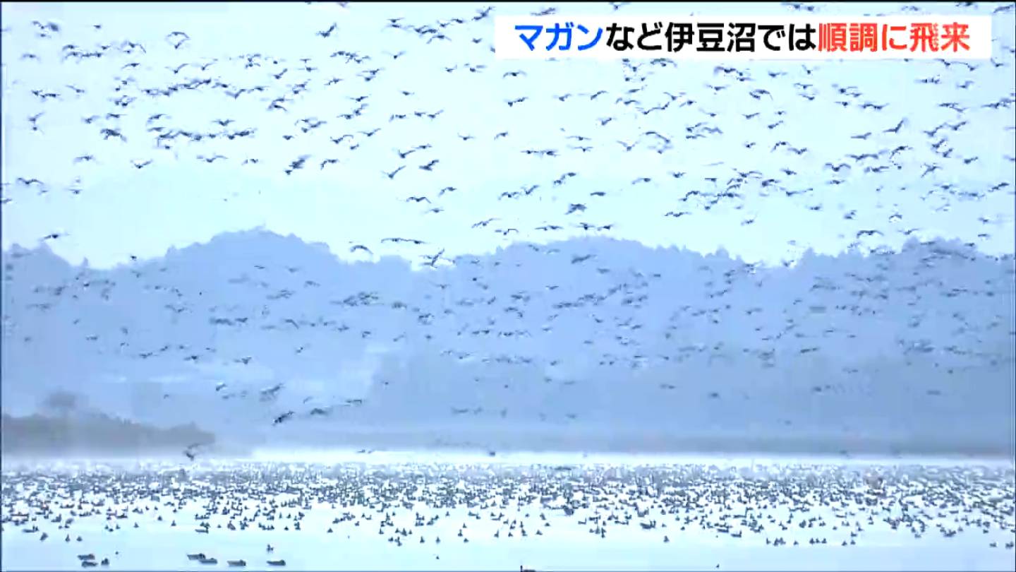 2025年初！冬の渡り鳥生息調査 飛来は「順調」伊豆沼でマガンなど例年