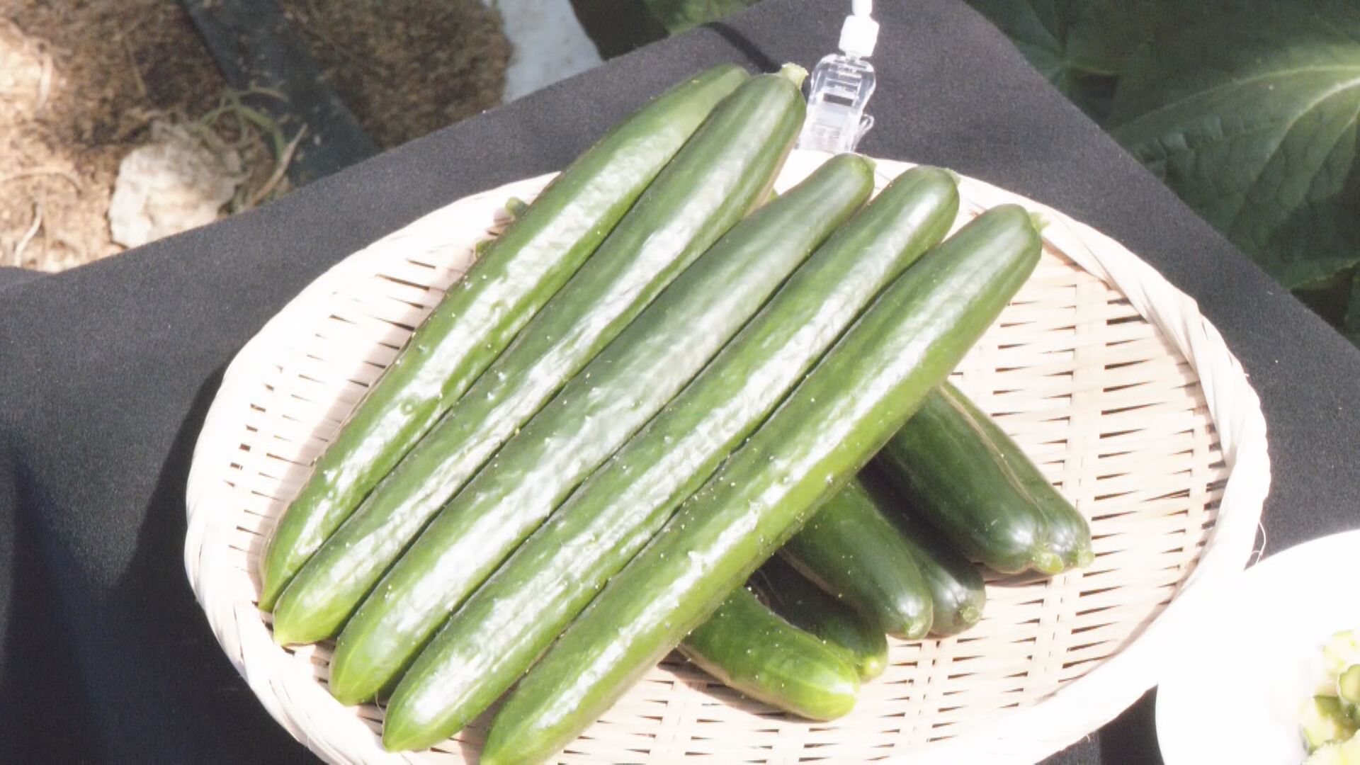 パリッとした歯ごたえが特徴　ブランドキュウリ「三河みどり」の収穫が最盛期　愛知・碧南市