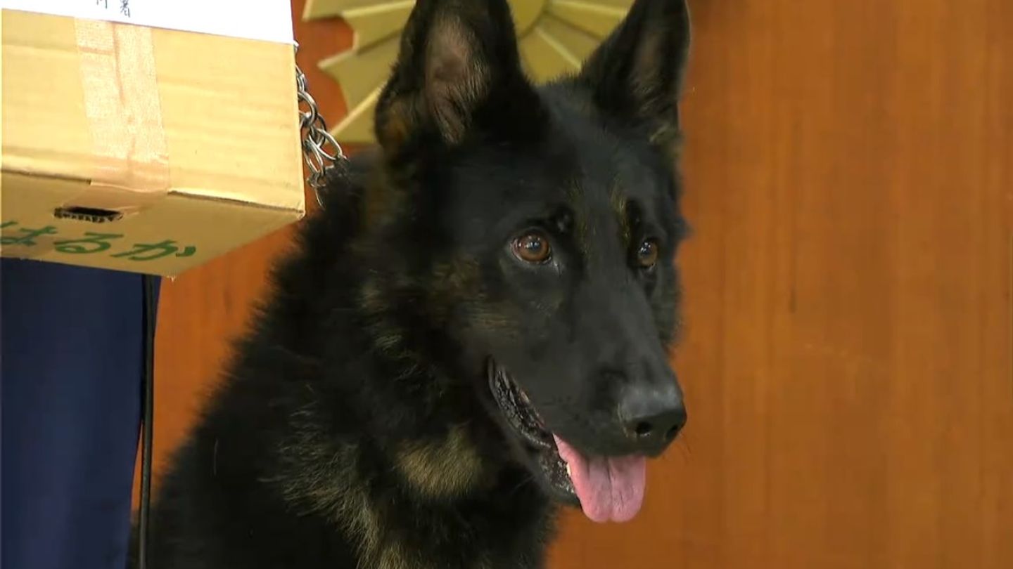 表彰8回目」優秀な警察犬タフィー号は「サツマイモ好き」行方不明の