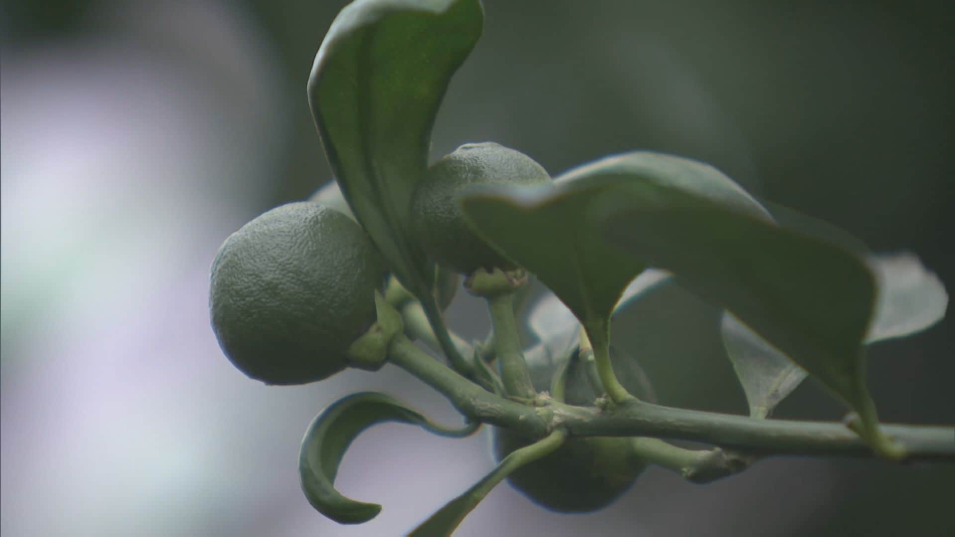 工場から排出される二酸化炭素でミカンの収穫量アップ　CO2を温室ハウスに散布する実証実験　愛知・蒲郡市