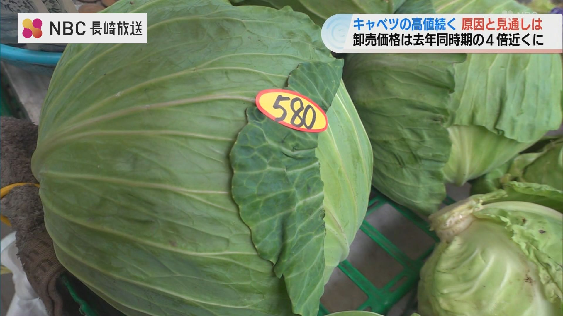 キャベツが高い」去年の4倍近く 平年並みは1か月後に | 長崎のニュース