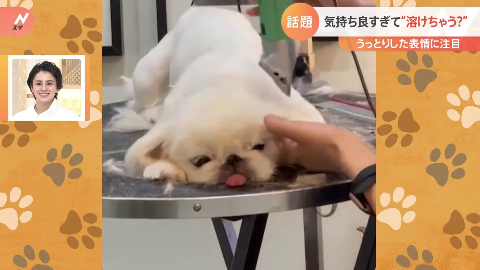 一押し映像 トリミングで溶けちゃう犬 Tbs News Dig