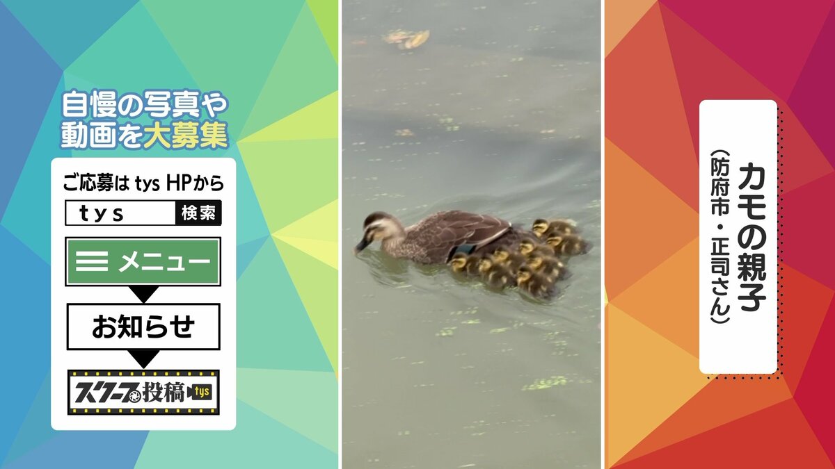 親ガモのあとを一生懸命…カモの親子に癒やされる 山口県防府市 | 山口