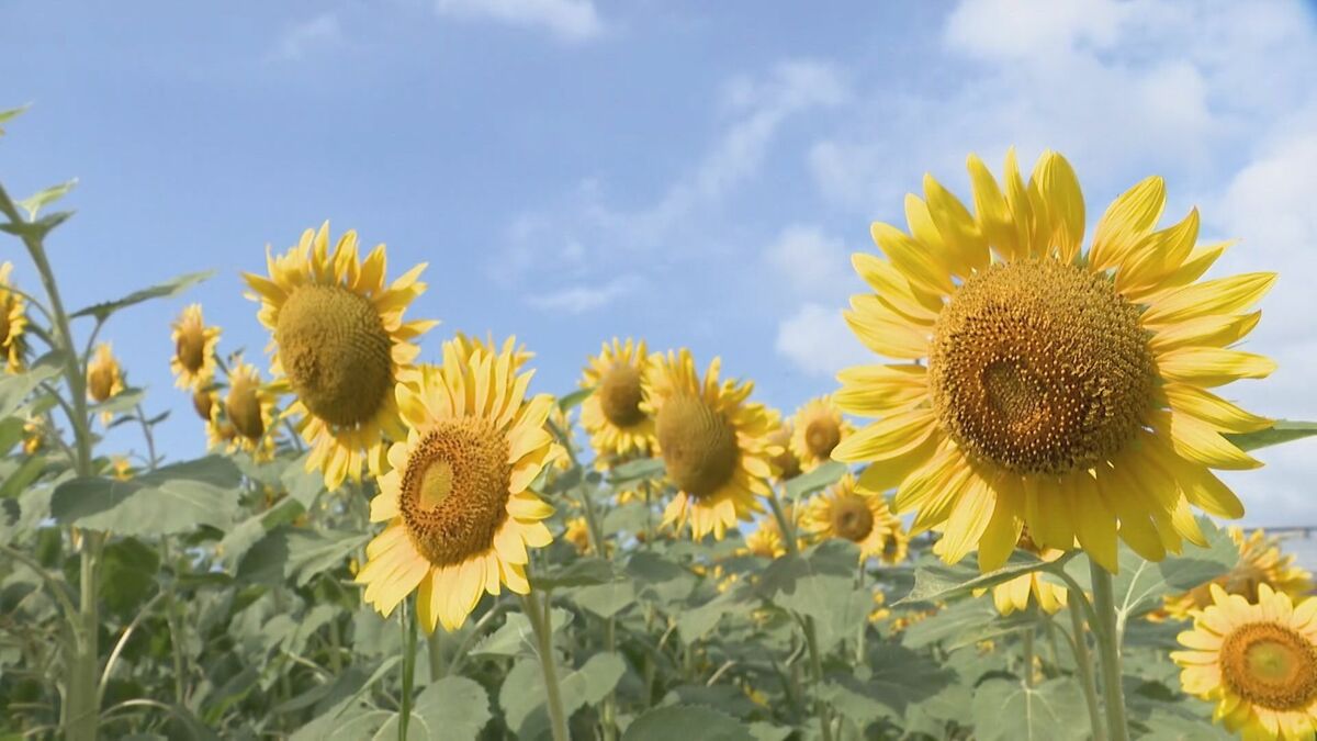 約10万本のひまわりが咲き誇る 28日と29日には無料の摘み取り体験も