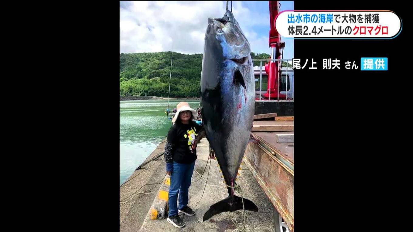 大物「クロマグロ」海岸で獲った2．4メートル「イルカかと思った」鹿児島出水市 | TBS NEWS DIG