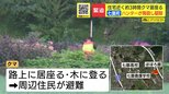 北海道七飯町でヒグマ1頭駆除 3時間近くハンターらとにらみ合い ナシを食べたり木登りしたり 畑の中に住宅が点在する場所 周辺住民は一時避難|TBS NEWS DIG