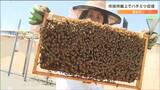 「120％の味わい」市役所屋上でハチミツ22キロ収穫　菓子店などに販売　宮城・富谷市　|　宮城のニュース│tbc NEWS│tbc東北放送