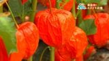 最盛期!ホオズキ収穫 霧島市横川町【亀ちゃんのかごしま撮った!】|TBS NEWS DIG