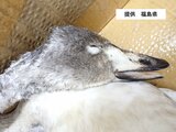 福島市松川町で保護のオオハクチョウ「高病原性鳥インフルエンザ」確認　福島　|　福島のニュース│TUF