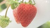「“常春”をイメージして環境を整備」真夏にイチゴ栽培ができるワケ 工場の熱を使って冷水を供給...矢崎エナジーシステムが実証実験=静岡・浜松市 | 静岡のニュース | SBSNEWS | 静岡放送