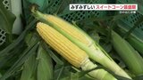 糖度17度！生でも食べられる「スイートコーン」収穫最盛期　熊本県菊陽町　|　熊本のニュース｜RKK NEWS｜RKK熊本放送