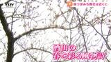露店を楽しみながら綺麗な桜を! 酒田の春を彩る春の風物詩 "日和山桜祭り" 始まる(山形) | 山形のニュース│TUYテレビユー山形