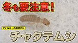 冬でも安心できない！？　アレルギーの原因になるチャタテムシとは|TBS NEWS DIG
