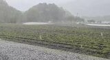 「ひょう害だけは勘弁してほしい…」【局地的に激しい雨】農家が心配の日々…「5ミリから1センチくらいの粒が降ってきた…」長野・諏訪地域の一部で収穫直前のレタスが傷む被害も | SBC NEWS | 長野のニュース | SBC信越放送