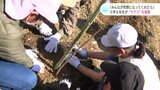「みんなが笑顔になってくれたら」小学６年生が“サクラ”を植樹　高知・四万十市|TBS NEWS DIG