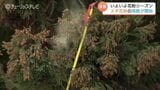 「飛んでます。白くもやがかって…」ついに富山も花粉シーズン到来！　飛散量は「例年の1.4倍」予想|TBS NEWS DIG