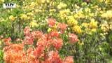 寒河江市でツツジが見頃を迎える|TBS NEWS DIG