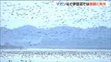 2025年初!冬の渡り鳥生息調査 飛来は「順調」伊豆沼でマガンなど例年並み 宮城|TBS NEWS DIG
