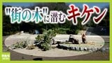 全国で倒木事故が増える理由は「管理が追いついていない」から?実は台帳やマニュアルなし 神戸で13歳の中学生が倒木に巻き込まれ後遺症に苦しむケースも...高度経済成長期に植えた木の腐食がいま進行中|TBS NEWS DIG