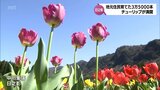 約3万5000本のチューリップが見ごろに　8世帯16人が暮らす日之影町･中川集落　地元住民たちが育てる　|　MRTニュース ｜ ＭＲＴ宮崎放送