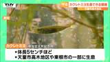 県の天然記念物「カクレトミヨ」から子どもたちが環境を守る大切さを学ぶ　お手製の釣り竿で”天敵”の捕獲も（山形・天童市）　|　山形のニュース│TUYテレビユー山形