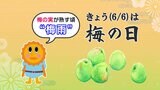 【きょうは“梅の日”】全国的に梅不足天候不順だけじゃない意外な理由とは? | 鹿児島のニュース|MBC NEWS|南日本放送