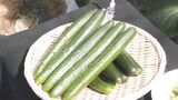 パリッとした歯ごたえが特徴　ブランドキュウリ「三河みどり」の収穫が最盛期　愛知・碧南市　|　名古屋・愛知・岐阜・三重のニュース【CBC news】 | CBC web