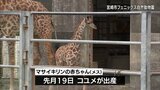 宮崎市フェニックス自然動物園で先月誕生　マサイキリンの赤ちゃん　一般公開始まる　|　MRTニュース ｜ ＭＲＴ宮崎放送