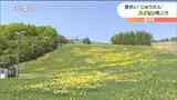 一面に広がる黄色いじゅうたん 宮城・蔵王町のスキー場でスイセン見ごろ|TBS NEWS DIG