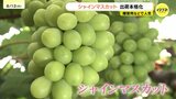 「今年も最高のでき」シャインマスカットの出荷本格化　有数のブドウ産地　広島県福山市沼隈町で|TBS NEWS DIG