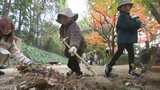 「一気に掃除するからすっきりする」木々が色付く後楽園で県民ボランティアが一斉に落ち葉掃き【岡山】　|　岡山・香川のニュース | 天気 | RSK山陽放送