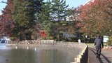 高松の池でハクチョウも羽休め 県内各地点で氷点下を下回らず暖かい朝 岩手|TBS NEWS DIG