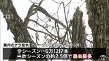 「ナラ枯れ」被害過去最多の6万本超 前シーズンの約2.5倍にのぼる 下北・上北で初確認 青森県|TBS NEWS DIG