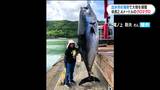 大物「クロマグロ」海岸で獲った2.4メートル「イルカかと思った」鹿児島出水市|TBS NEWS DIG