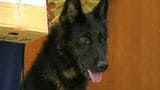 「表彰8回目」優秀な警察犬タフィー号は「サツマイモ好き」行方不明の高齢女性 わずか13分で発見 鹿児島|TBS NEWS DIG