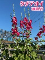 江戸時代から伝わる自然の知恵 梅雨葵とも呼ばれる花=「タチアオイ」が教えてくれる梅雨の目安とは | 宮城のニュース│tbc NEWS│tbc東北放送