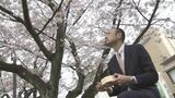 週末のお花見は？【鳥取市】袋川沿い2キロ続く桜並木…花より団子の人には「加熱式駅弁」　|　BSSニュース | BSS山陰放送