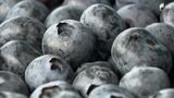 「大玉で酸味少なくおいしくなった」ブルーベリーの目揃い会 出荷は4月中旬頃から本格化＝浜松市浜名区　|　静岡のニュース | SBSNEWS | 静岡放送
