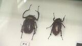 【密猟被害か】国内最大の甲虫 ヤンバルテナガコガネを密猟か 環境省と警察が連携して調査|TBS NEWS DIG